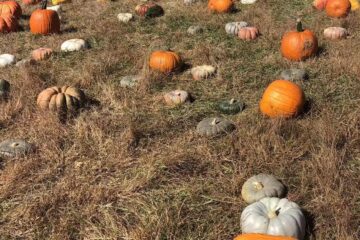 Pumpkin field