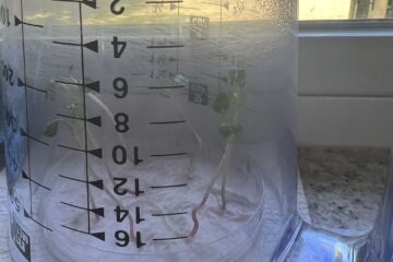 The radish I planted, biology class experiment