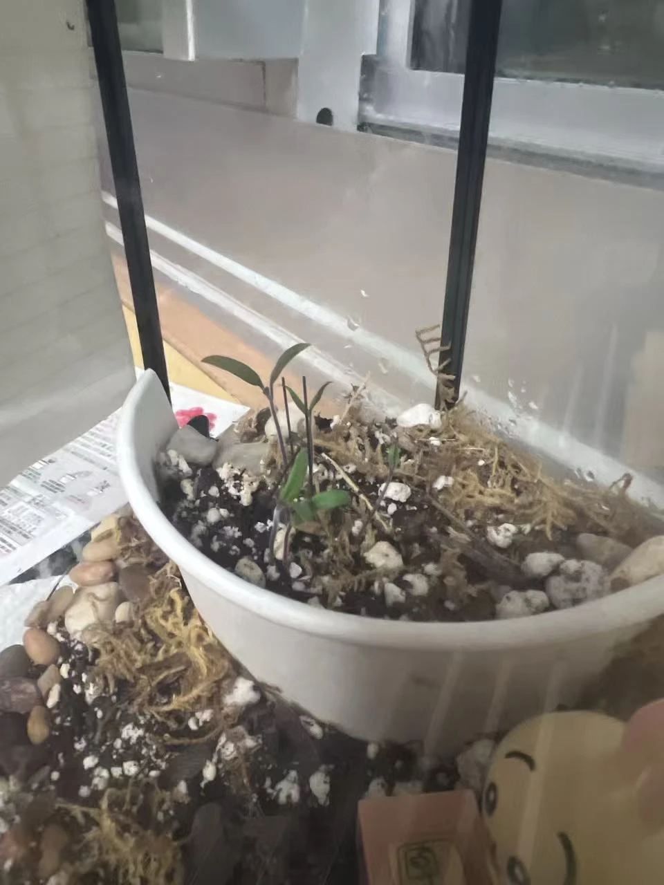 Look! My dorm tomatoes sprouted🌱