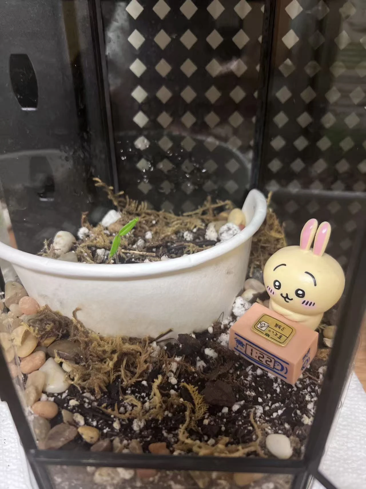 How r my little chili doing today?